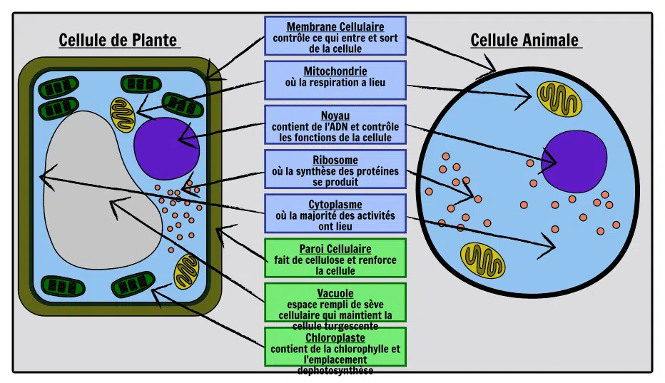 Qu’est-ce qu’une cellule animale ?